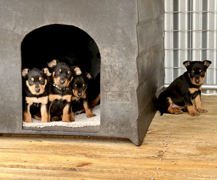 Kelpie pups