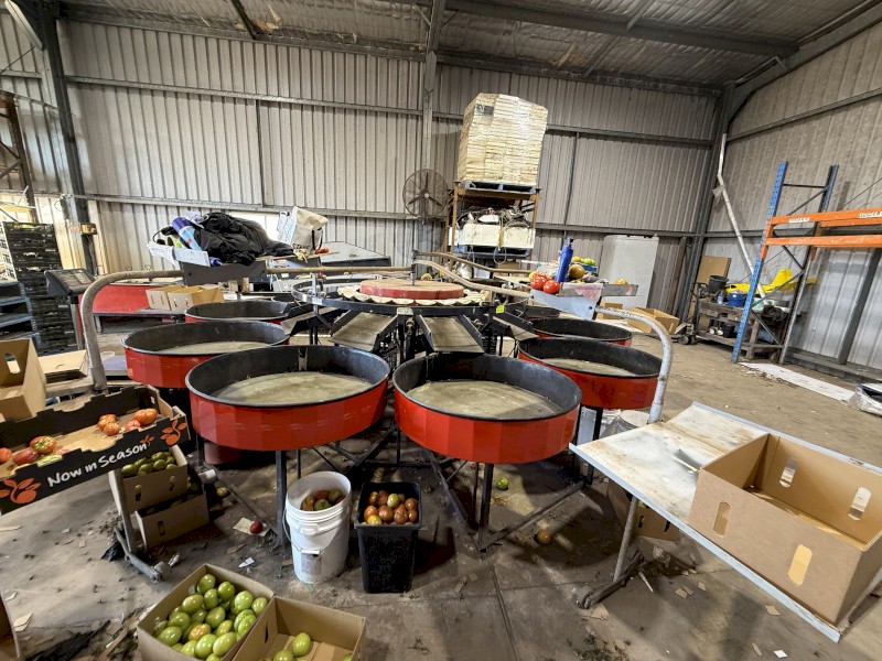 Tomato fruit grader