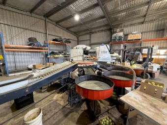 Tomato fruit grader