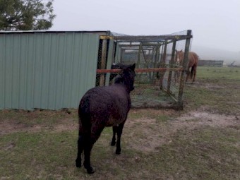 Two mules for sale