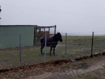 Two mules for sale