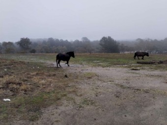 Two mules for sale