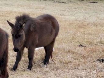 Two mules for sale