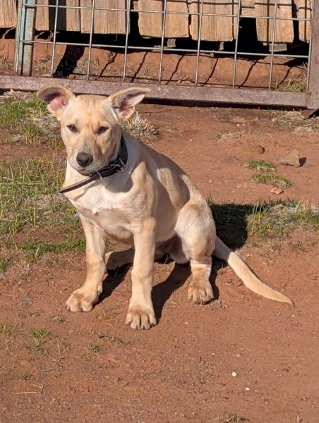 Kelpie Pups x 2
