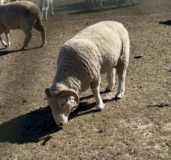 Dorset Ram