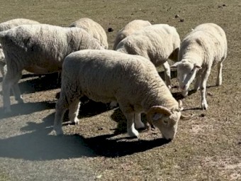 Dorset Ram