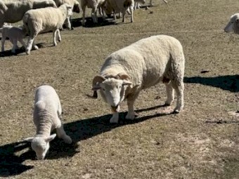 Dorset Ram