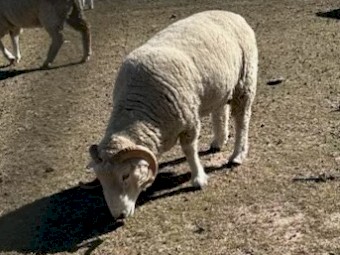 Dorset Ram