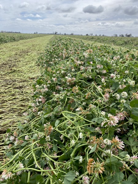 Balansa Clover Hay 8x4x3 bales