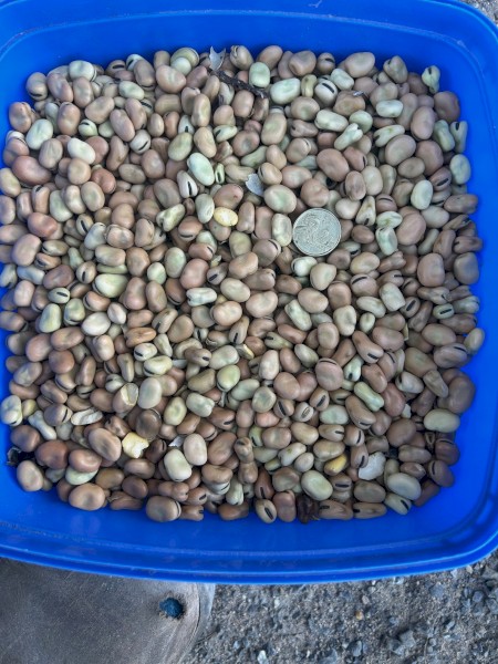 Bendoc Beans for sale