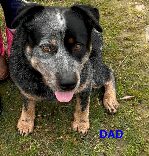 Blue heeler puppies
