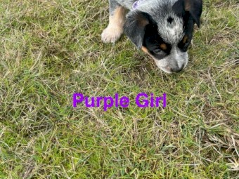 Blue heeler puppies