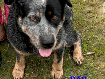 Blue heeler puppies