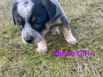 Blue heeler puppies