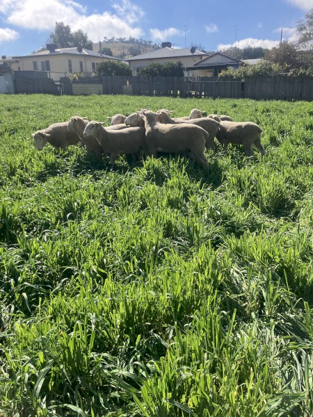 White Suffolk Rams