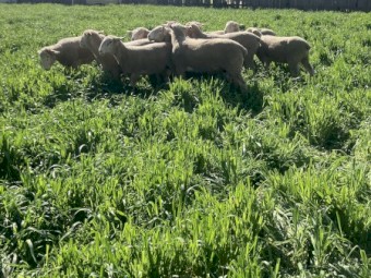 White Suffolk Rams