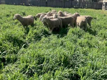 White Suffolk Rams