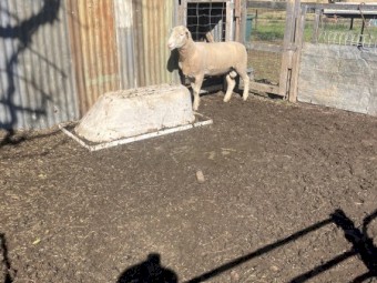 White Suffolk Rams