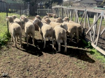 White Suffolk Rams