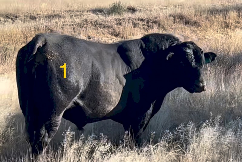 Angus Bull  3 to 31/2years 