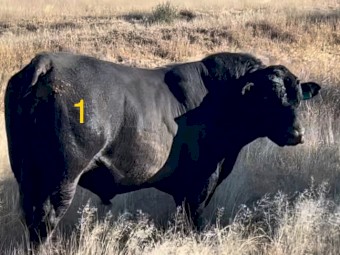 Angus Bull  3 to 31/2years 