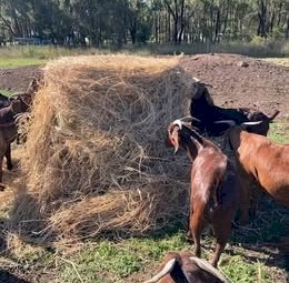 24 bales delivered 4^4  RHODES GRASS  HORSE HAY available now 0220/2026