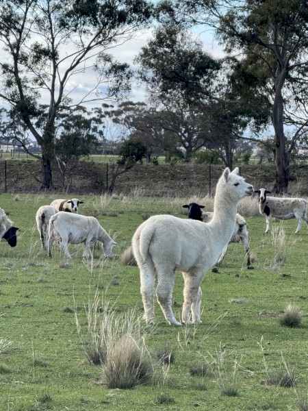 Alpaca male 5 years old