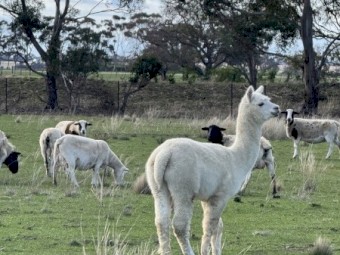 Alpaca male 5 years old