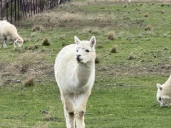 Alpaca male 5 years old