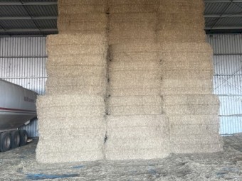 Top Quality Barley Straw 
