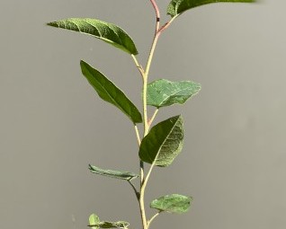 Native trees