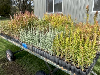 Native trees