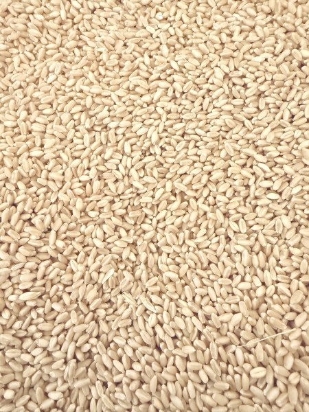 SFW wheat 