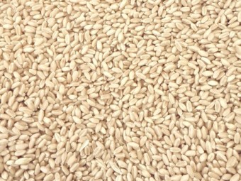 SFW wheat 