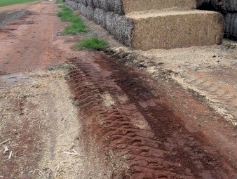 Old canola tailings