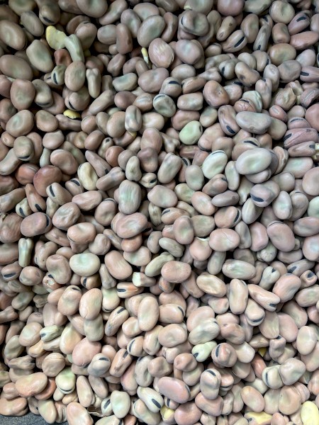 60-70mt Faba Beans