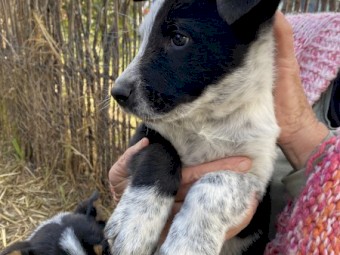 Border Collie x Kelpie x Blue Heeler