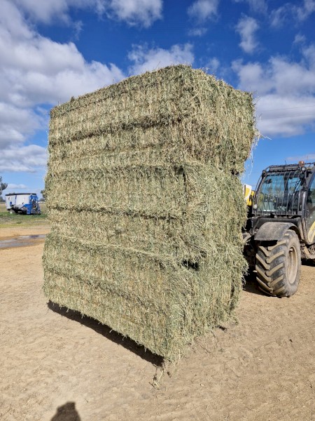 Lucerne Hay