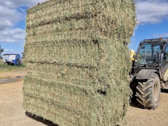 Lucerne Hay