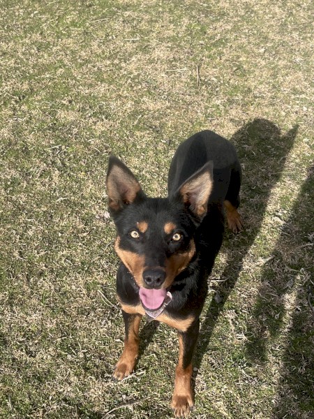 Black and Tan Kelpie