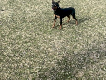 Black and Tan Kelpie
