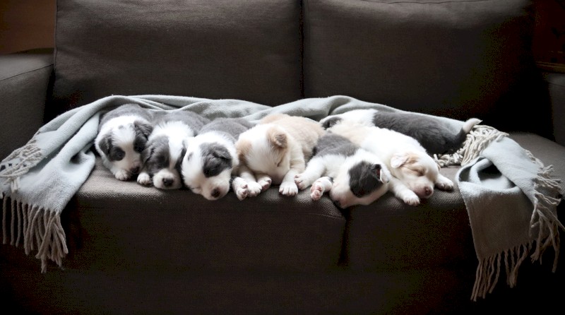 Purebred Border Collies