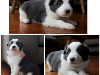 Purebred Border Collies