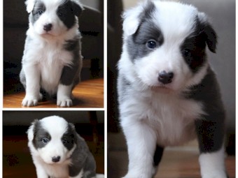 Purebred Border Collies