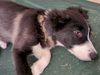 Puppies 