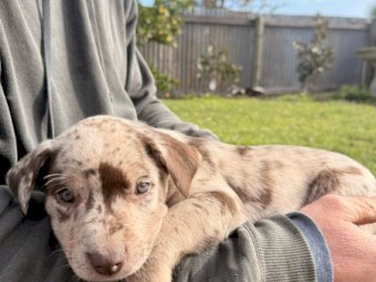 Koolie x Kelpie puppies