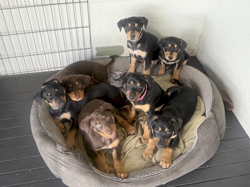 Kelpie Puppies x 2