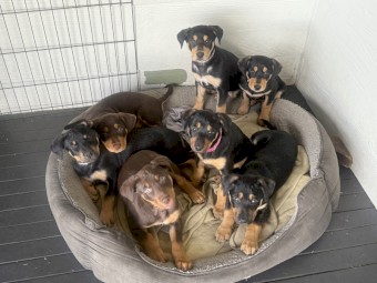 Kelpie Puppies x 2