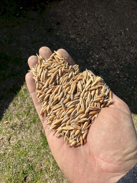 70mt Yarran Feed Oats