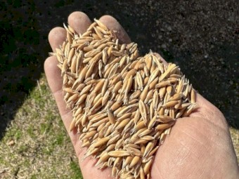 70mt Yarran Feed Oats